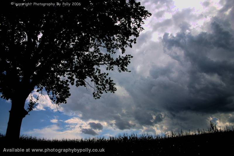 Storm Brew