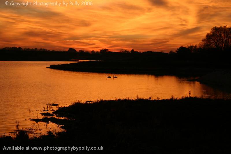 Sunset Swans