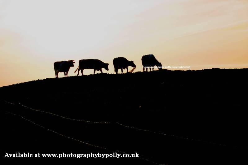 Sunset Line up