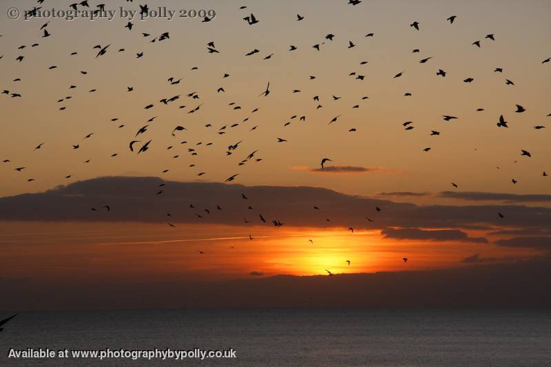 Swirling Swallows