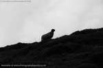 Silhouetted Sheep