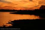 Sunset Swans