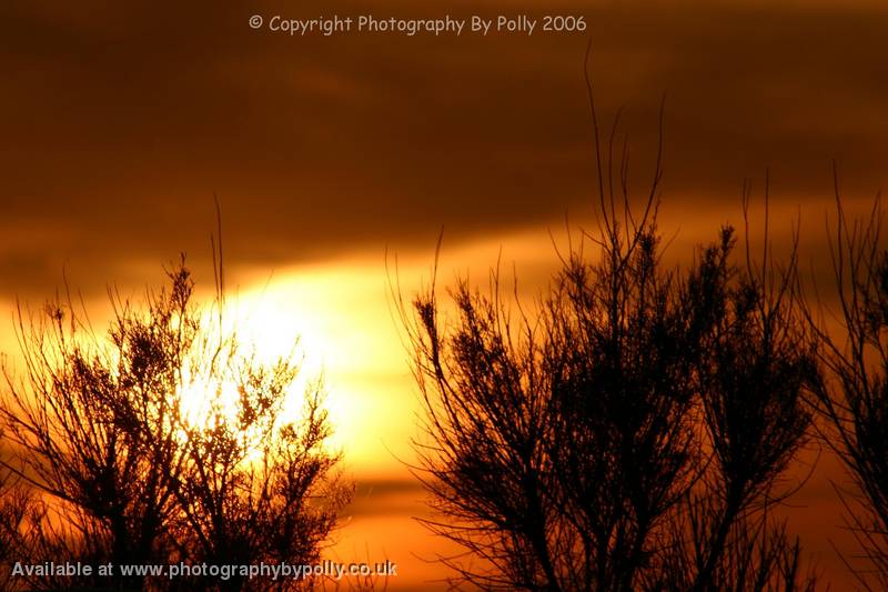 The Burning Bush