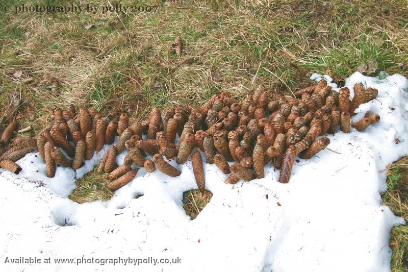 Gathered Cones