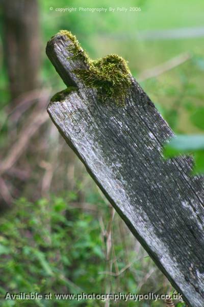 Moss Post