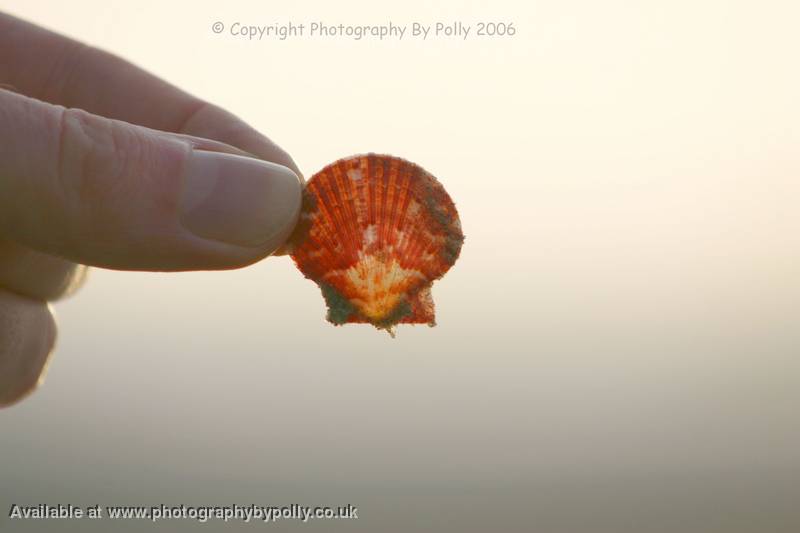 Shell 1