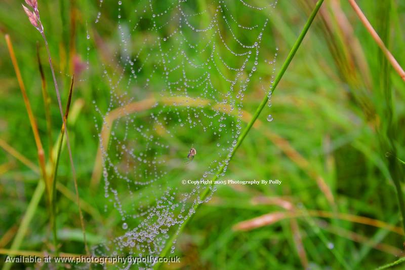 Spider Chandellier