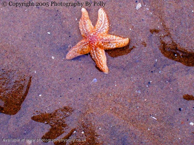 Starfish