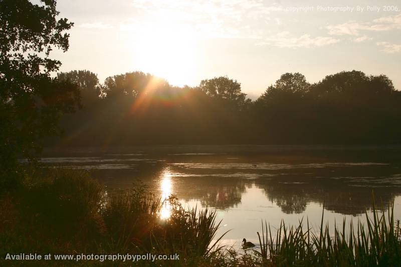 Amber Morning