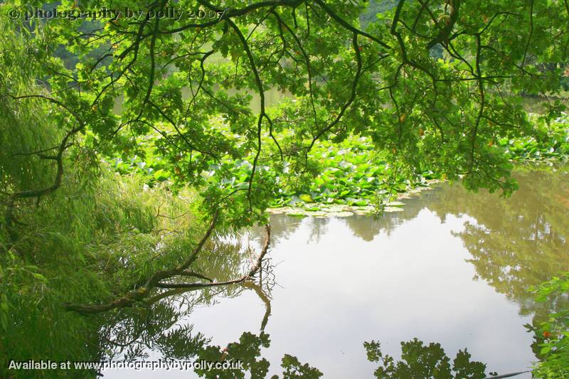 Green Waters