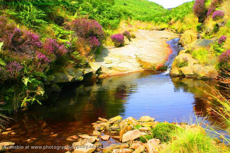 Purple Pool