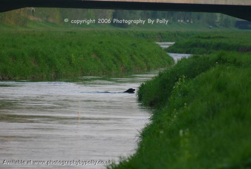 River Dog