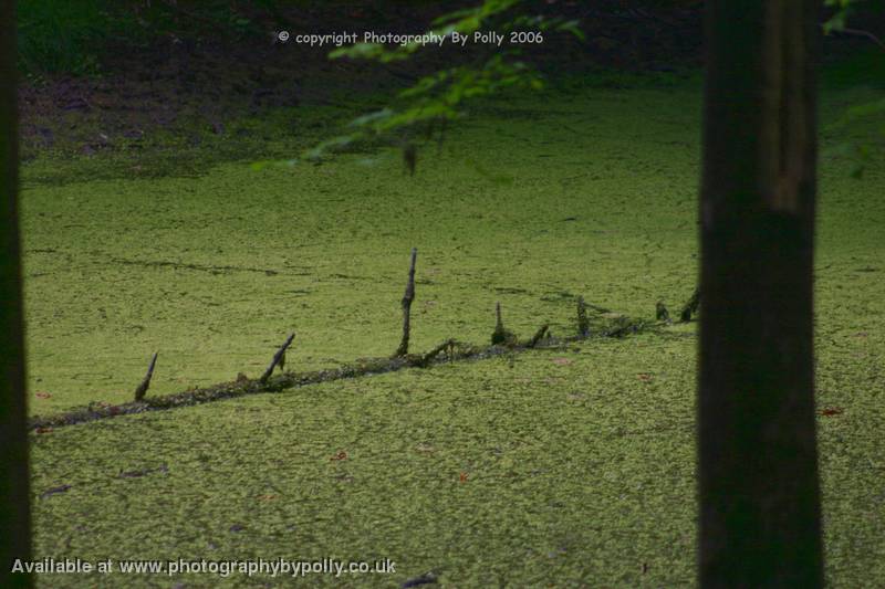 Weedy Water