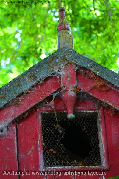 Bird Window