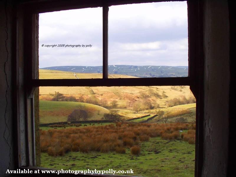 Bracken Window