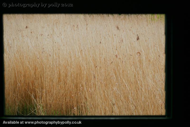 Grassy View