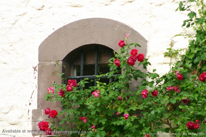 Rose Window