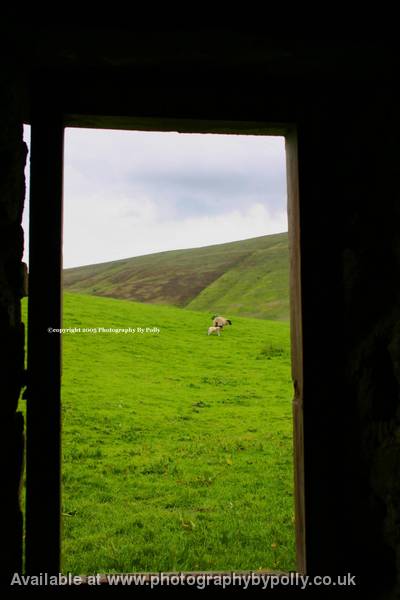 Sheep Shack