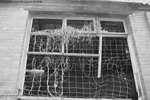 Chickenwire Window