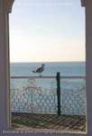 Seagull Spy